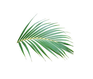 Close-up of palm leaves against white background