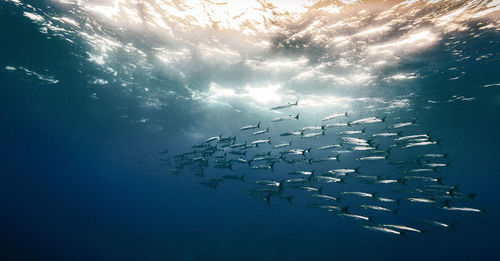 Low angle view of fish swimming in sea