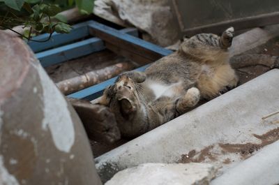 Cat sleeping