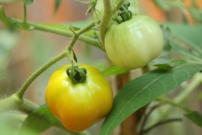 Close-up of oranges on plant