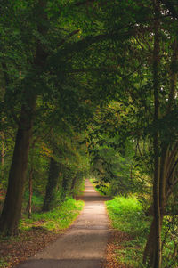 Trees in park