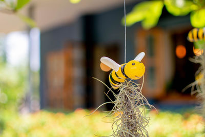 Close-up of yellow toy hanging