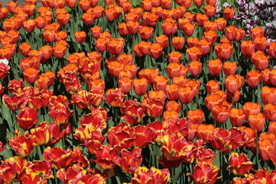 Full frame shot of orange flowering plants