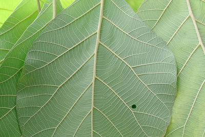 Full frame shot of green leaves