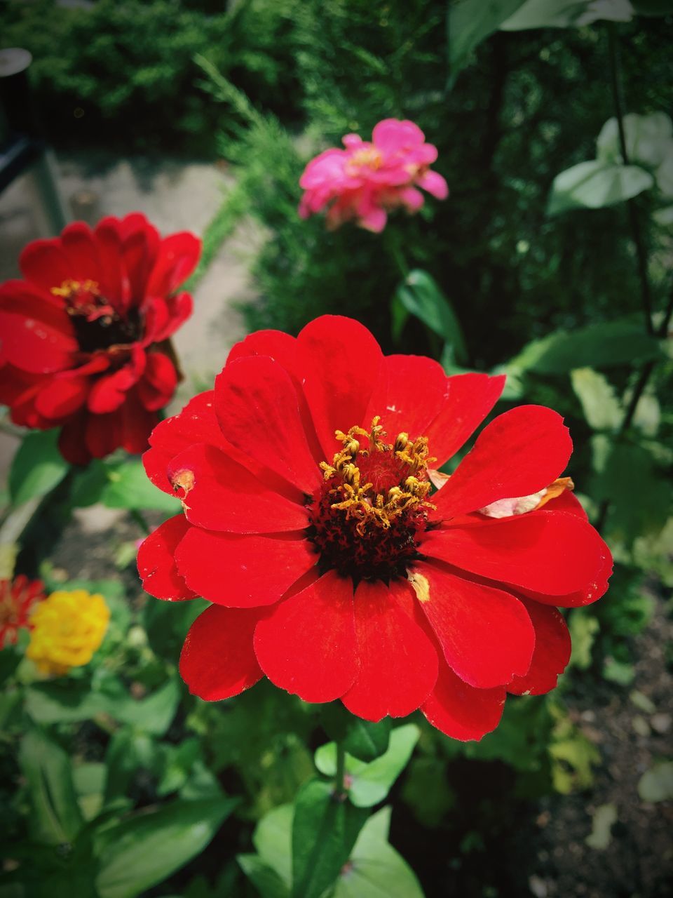 flower, red, freshness, petal, flower head, fragility, growth, beauty in nature, focus on foreground, blooming, close-up, plant, nature, in bloom, pollen, day, outdoors, no people, park - man made space, blossom