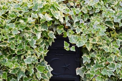 Vine growing on exterior wall