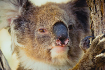 Ein  koala ganz nahe auf einem baum.