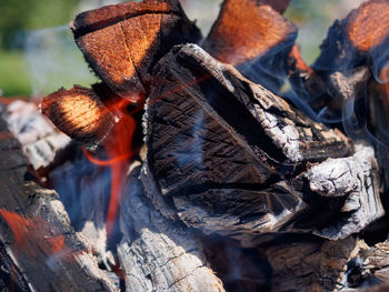 Close-up of log