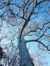 Low angle view of bare tree against blue sky