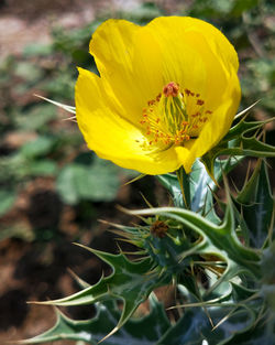 Close-up of yellow flowering plant