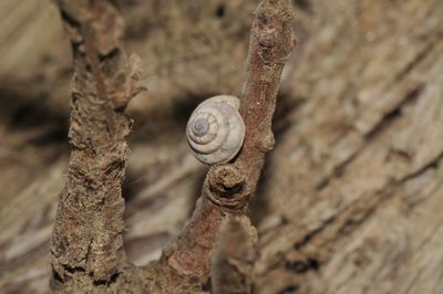 Close-up of snail