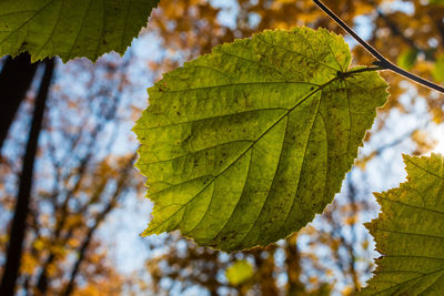 Close-up of maple leaves on branch