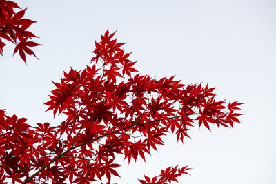 Low angle view of plant against clear sky