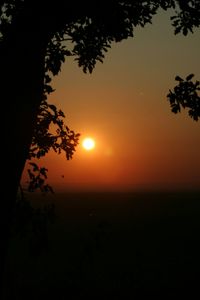 Silhouette of trees at sunset