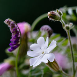Close-up of white flowers