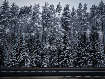 View of pine trees in forest during winter