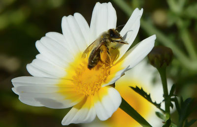 Close-up of bee on yellow flower