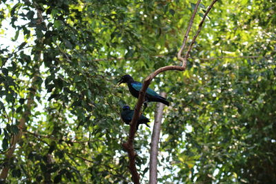 Bird on branch of tree