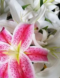 Full frame shot of pink flowers