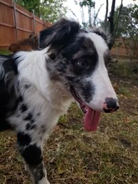 Close-up of dog looking away on field aussie australian shepherd tongue puppy dog doggie blue eyes 