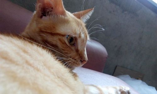Close-up of cat sitting