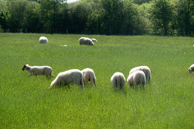 Sheep grazing in a field