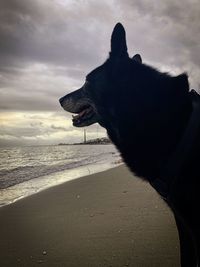 Dog looking at sea shore