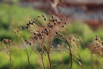 Close-up of plant against blurred background