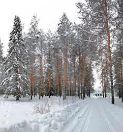 Snow covered street amidst trees during winter