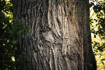 Tree trunk in forest