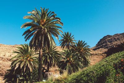 Low angle view of palm trees against clear blue sky