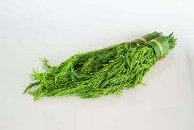 High angle view of fresh green plant against white background