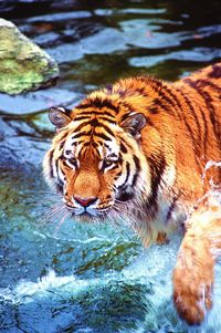 Close-up of tiger in water