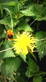 Close-up of yellow flower