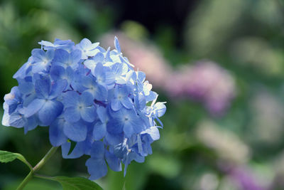 Close-up of purple flowers blooming