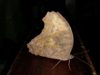 Close-up of butterfly on leaf at night