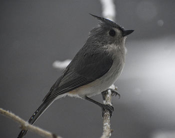 Close-up of bird perching on twig