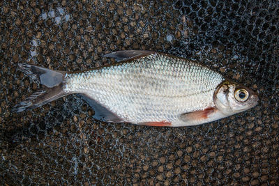 High angle view of fish