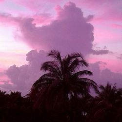 Low angle view of palm trees against cloudy sky