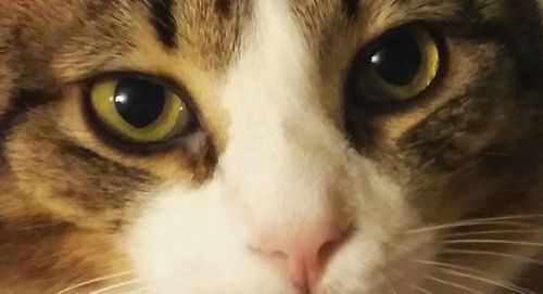 Close-up of cat