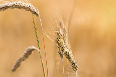 Close-up of wheat crops