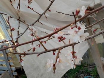 Close-up of white cherry blossoms in spring