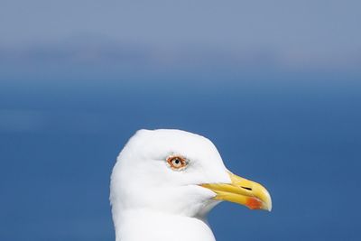 Close-up of seagull against clear blue sky