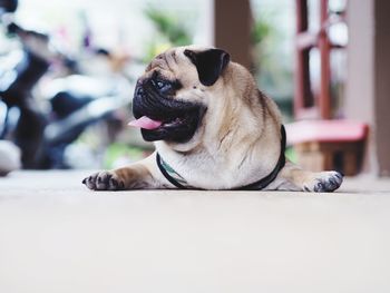 Close-up of a dog