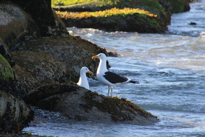 High angle view of gray heron perching on rock at beach