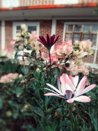 Close-up of pink flowering plant