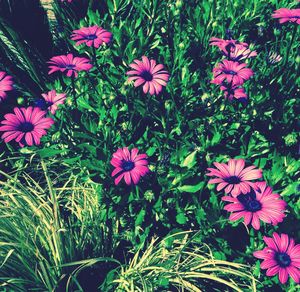 Close-up of pink flowers