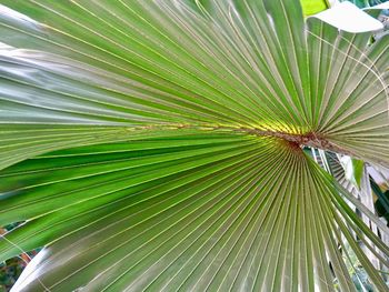 Close-up of palm tree