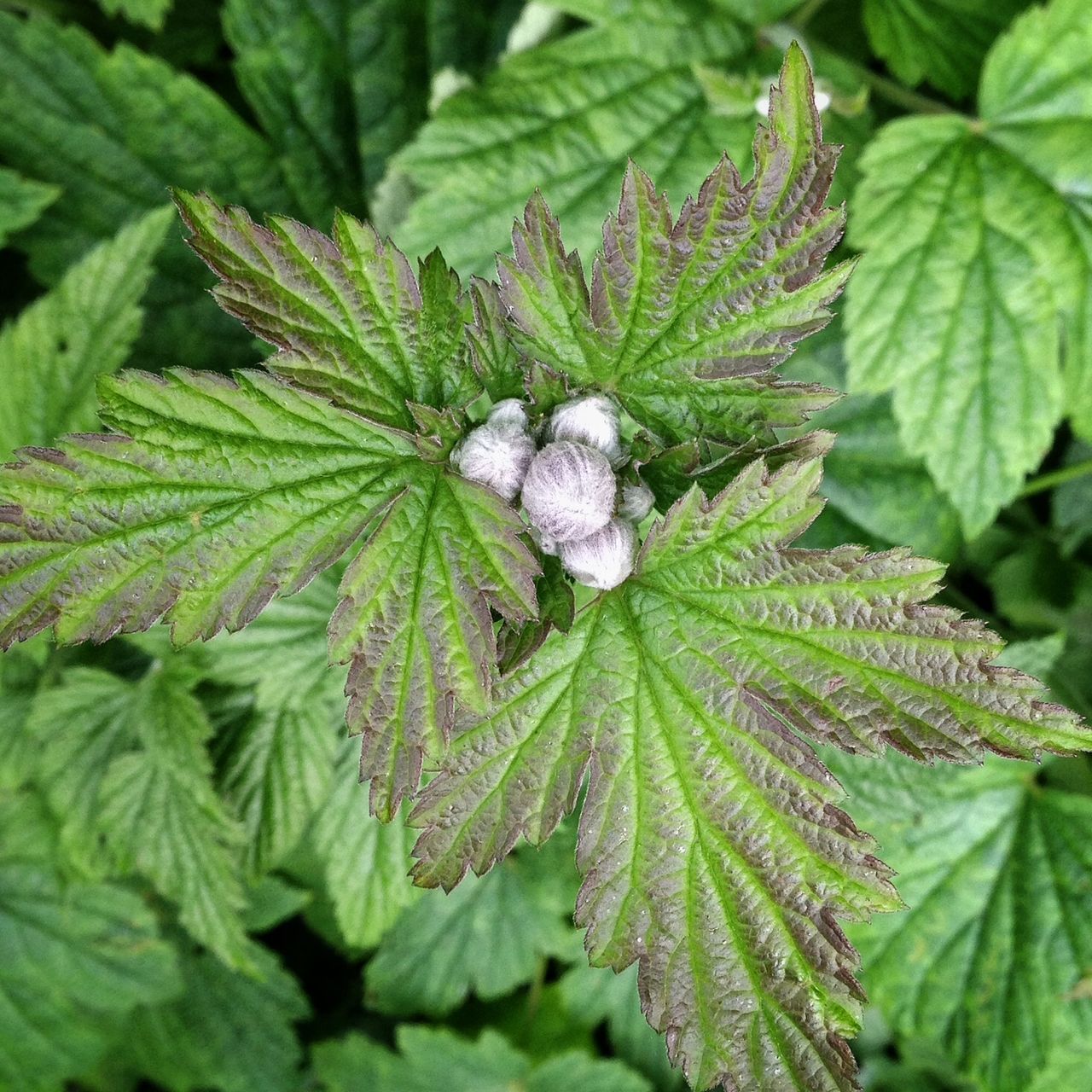 leaf, green color, growth, plant, close-up, freshness, nature, beauty in nature, green, focus on foreground, drop, leaf vein, fragility, wet, leaves, no people, day, high angle view, outdoors, natural pattern