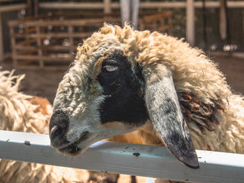 Close-up side view of a goat